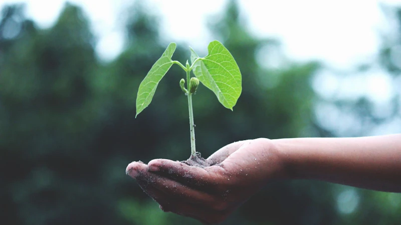 Hand holding small growing plant